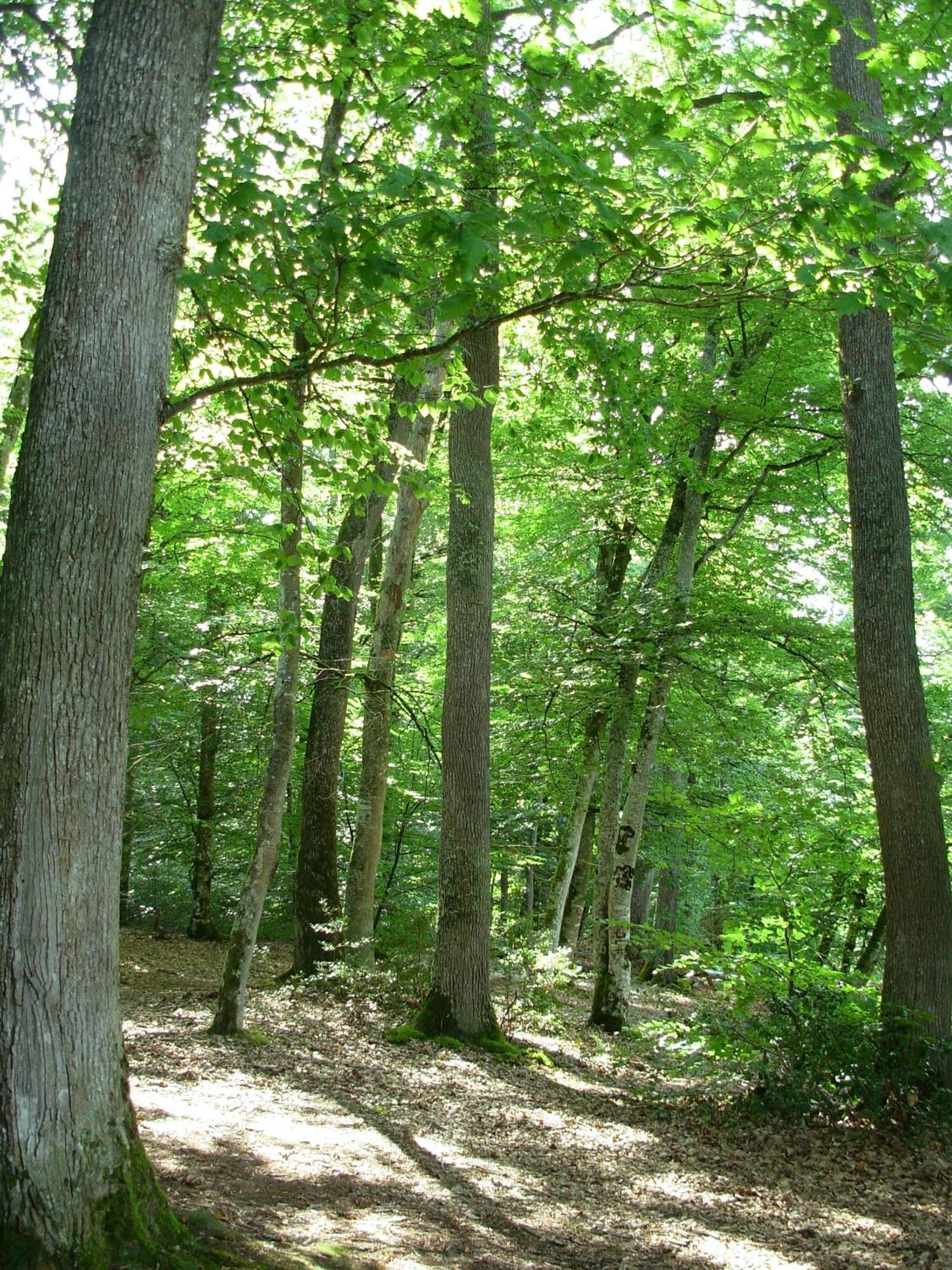 La Grange Du Bourg Bed and Breakfast Deneuille-les-Mines Εξωτερικό φωτογραφία